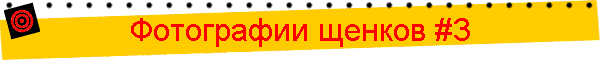 Фотографии щенков #3
