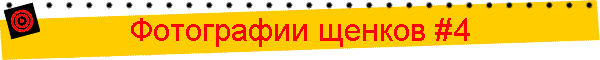 Фотографии щенков #4